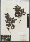Foto von Salix apennina A. K. Skvortsov